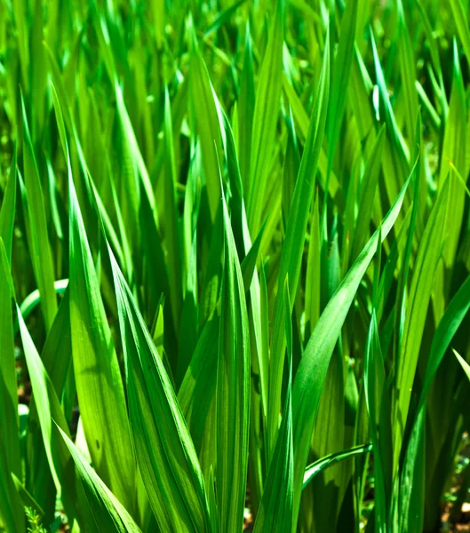 Mooie detail van groene maïs in veld — Stockfoto