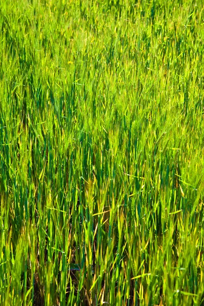 Кукурузное поле с шипами — стоковое фото