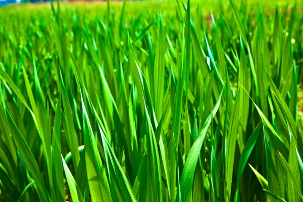 Belo detalhe de milho verde no campo — Fotografia de Stock
