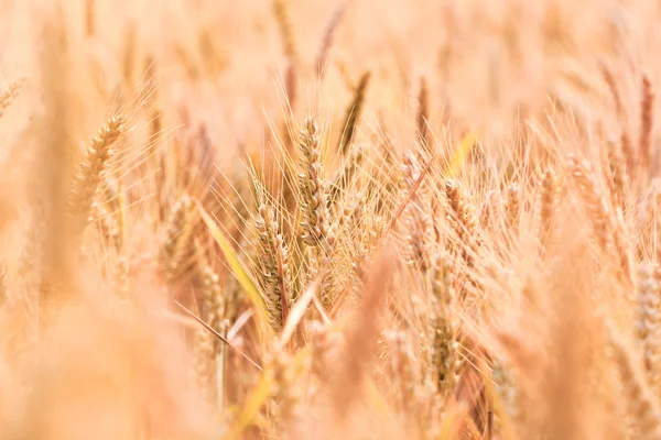 Gouden maïsveld in detail — Stockfoto