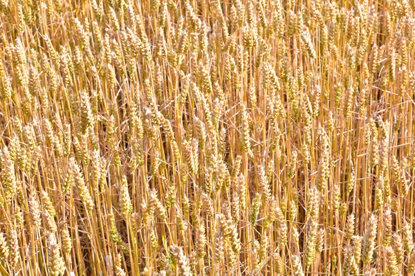 Campo de milho dourado em detalhe — Fotografia de Stock