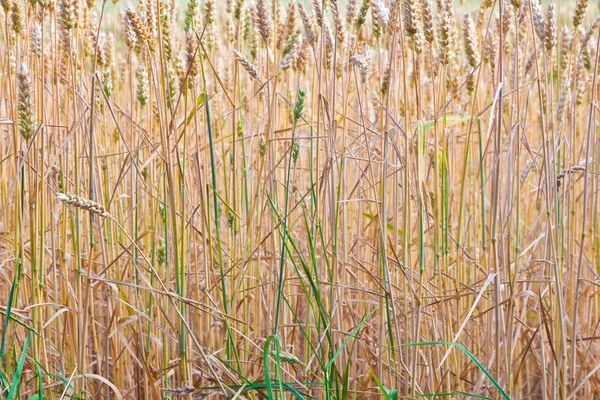 Campo de milho dourado em detalhe — Fotografia de Stock