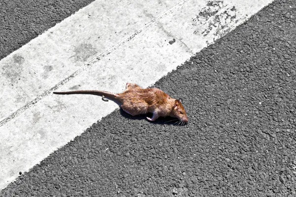 Мертвая крыса на улице — стоковое фото