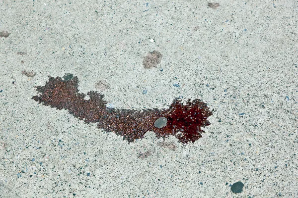 Sangue na rua — Fotografia de Stock