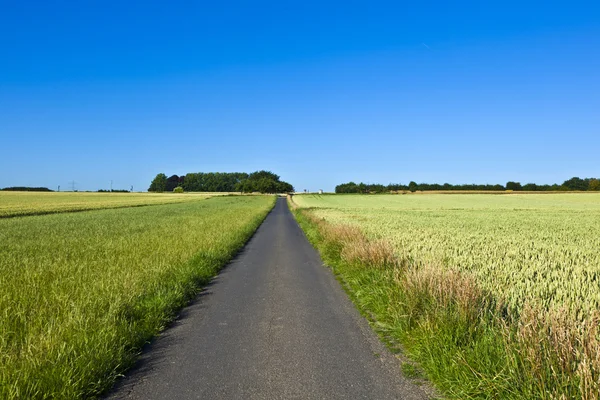 Felder mit Fahrspur und blauem Himmel — Stockfoto