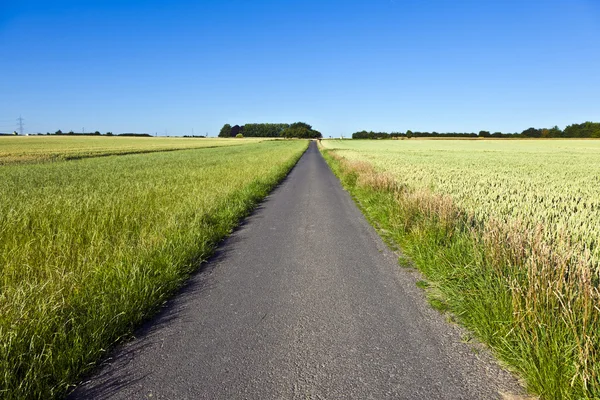 Fields with lane and blue sky — Stock Photo, Image