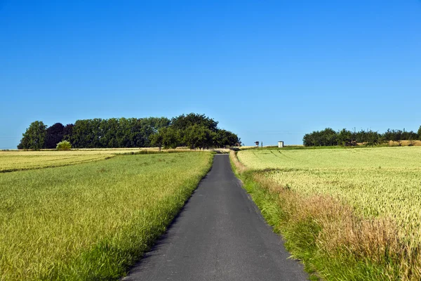 Felder mit Fahrspur und blauem Himmel — Stockfoto