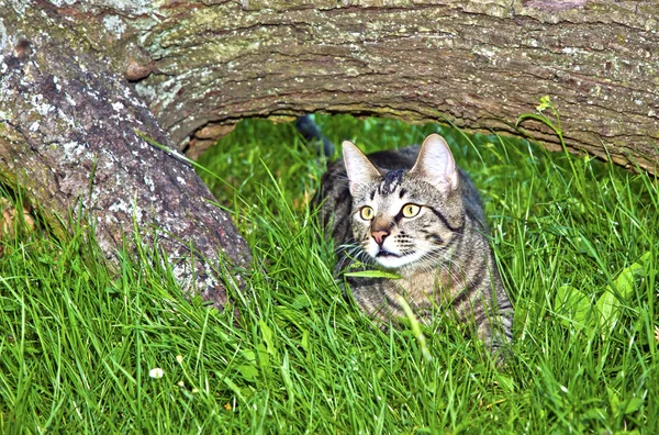花园里的猫 — 图库照片