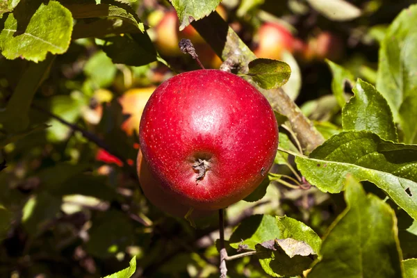Reifer Apfel hängt am Baum — Stockfoto