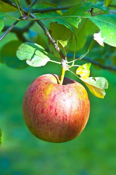 Rijpe appel opknoping op de boom — Stockfoto