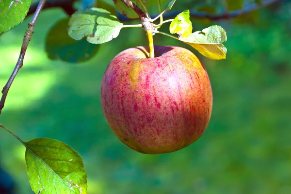Reifer Apfel hängt am Baum — Stockfoto