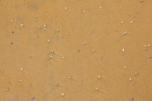 Sahilde küçük kabuklar paterni — Stok fotoğraf