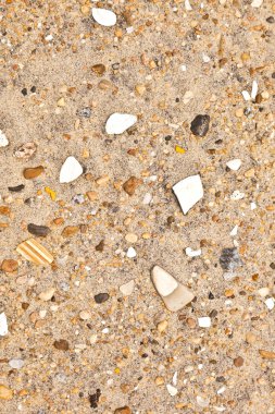 Shells and stones at the beach clipart