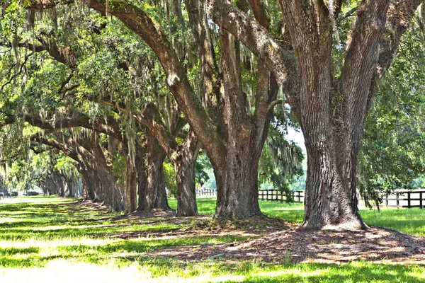 Piękne dębowe aleja w Południowej Karolinie — Zdjęcie stockowe
