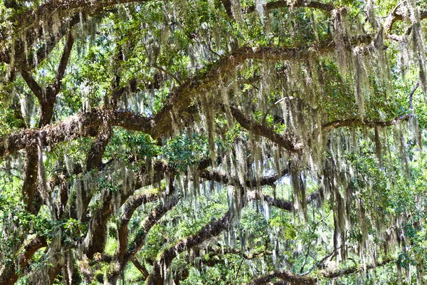 Piękne dębowe aleja w Południowej Karolinie — Zdjęcie stockowe