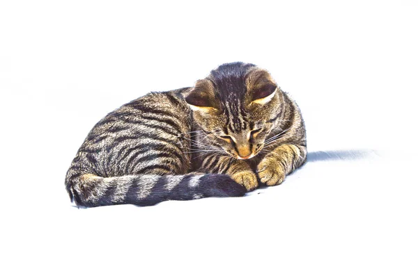 Søt katt isolert på hvit – stockfoto