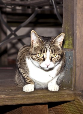 Kaplan kedi alanına izlerken bir ahşap balkon