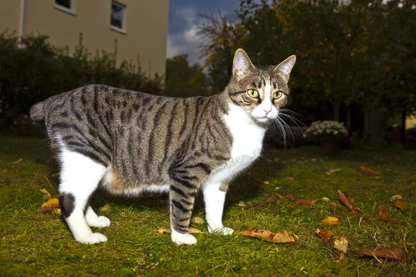 Tigerkatze beobachtet abends ihren Garten — Stockfoto