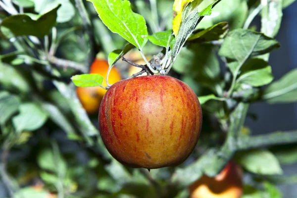 Яблоко, висящее на дереве — стоковое фото