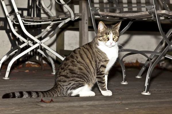 Tiger cat na balkon drewniany oglądania obszaru — Zdjęcie stockowe
