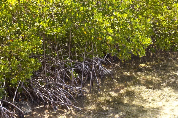 Mangrovie nelle chiavi — Foto Stock