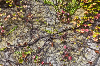 Background of warm colored autumn leafs clipart