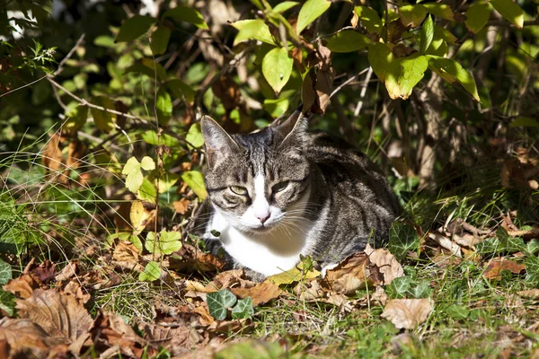 Carino gattino sdraiato in giardino — Foto Stock