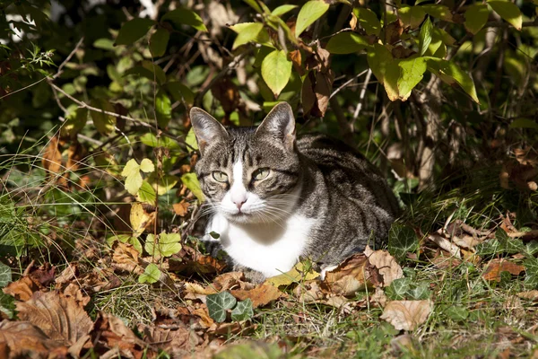 Lindo gatito acostado en el jardín — Foto de Stock