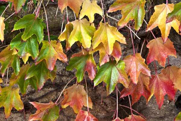 Fondo de hojas cálidas de otoño de color — Foto de Stock