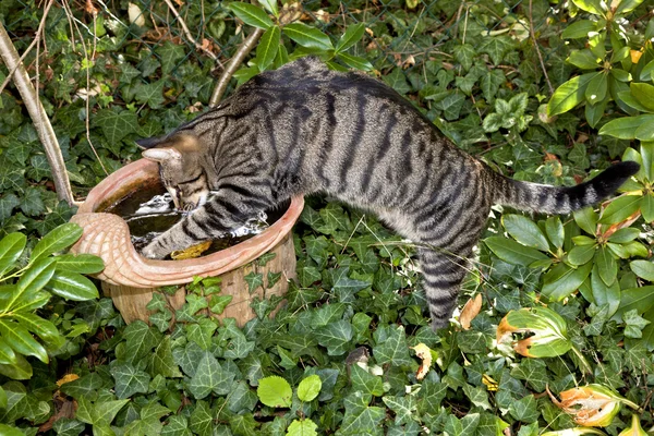 Ładny kotek kłamliwy w ogrodzie — Zdjęcie stockowe