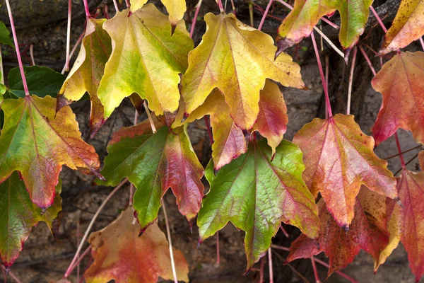 Achtergrond van de warme gekleurde herfst bladeren — Stockfoto