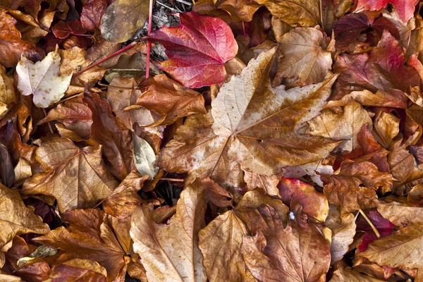 Hintergrund der warm gefärbten Herbstblätter — Stockfoto