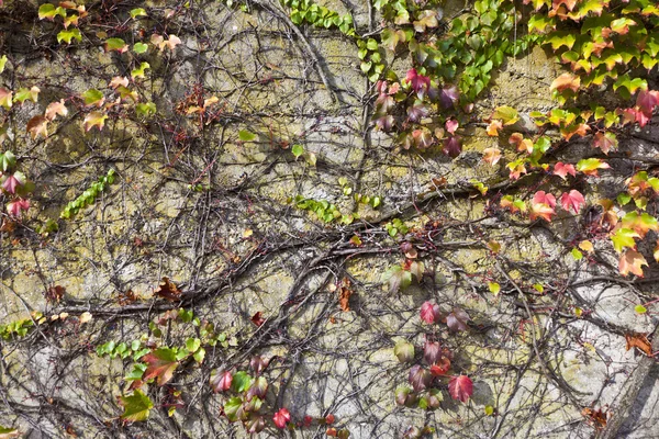 Bakgrund av varmt färgade hösten leafs — Stockfoto