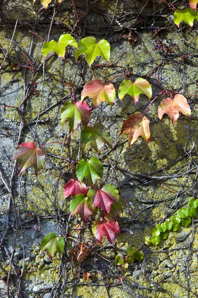 stock image Background of warm colored autumn leafs