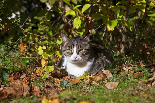 Lindo gatito acostado en el jardín — Foto de Stock