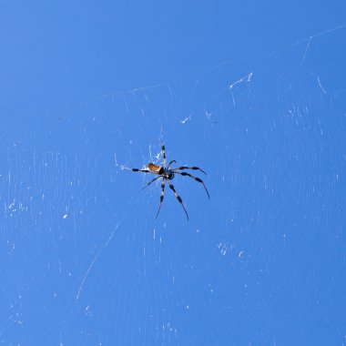 Spider in its web against a blue sky clipart