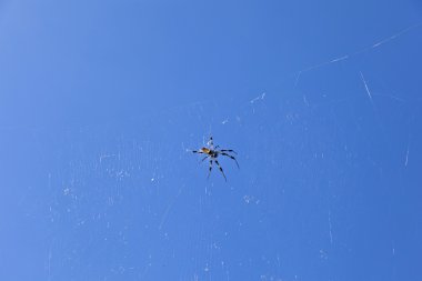 Mavi gökyüzü karşı kendi Web Spider