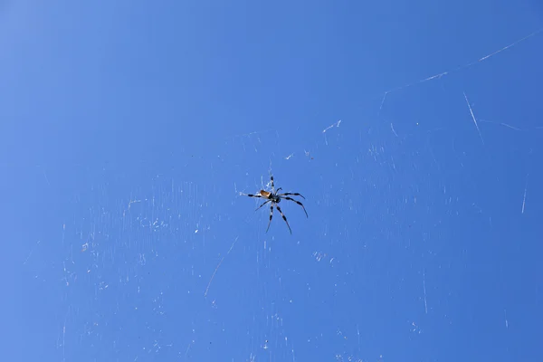 stock image Spider in its web against a blue sky