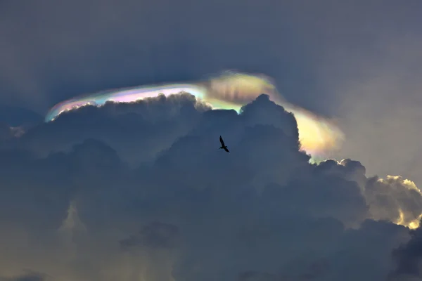 Beautiful sky with clouds, colorful prism and pelican — Stock Photo, Image