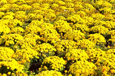 güzel marigold çiçek yatakta tanzimi