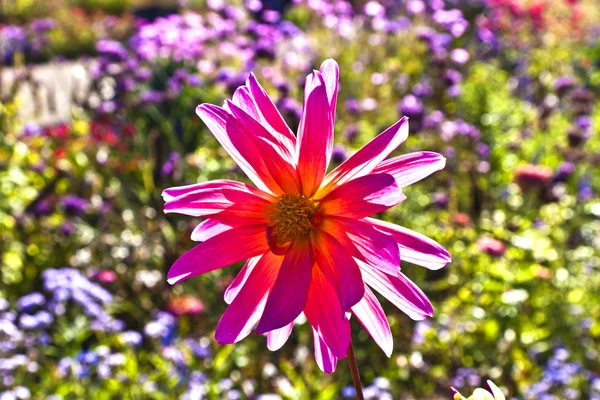 Beautiful blooming dahlia in flower bed — Stock Photo, Image