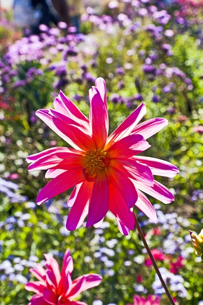 Bela flor dália no canteiro de flores — Fotografia de Stock