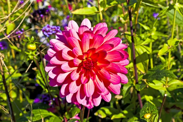 Красивый цветущий георгин в клумбе — стоковое фото