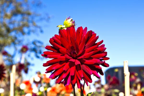 Красивый цветущий георгин в клумбе — стоковое фото