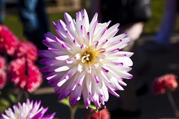 Hermosa dalia floreciente en lecho de flores — Foto de Stock