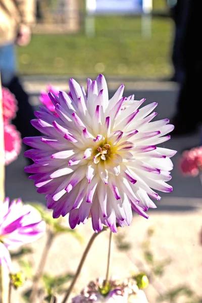Hermosa dalia floreciente en lecho de flores — Foto de Stock