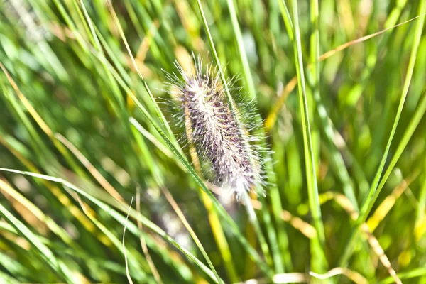 Detalhe de grama bonita no prado — Fotografia de Stock