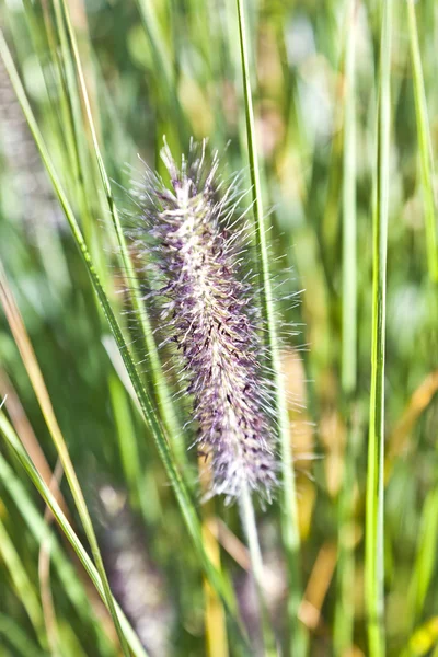 Detalle de hierba hermosa en el prado — Foto de Stock