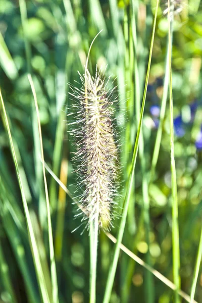 Detalhe de grama bonita no prado — Fotografia de Stock