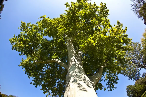 Parkta güzel yaşlı çınar ağacı — Stok fotoğraf